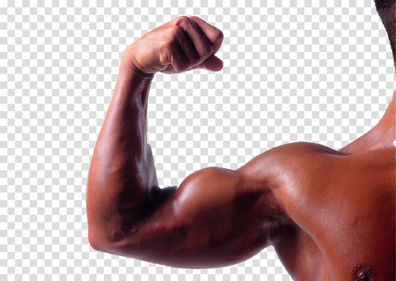 Biceps Arm Triceps brachii muscle Brachialis muscle, Robust muscle arm transparent background PNG clipart