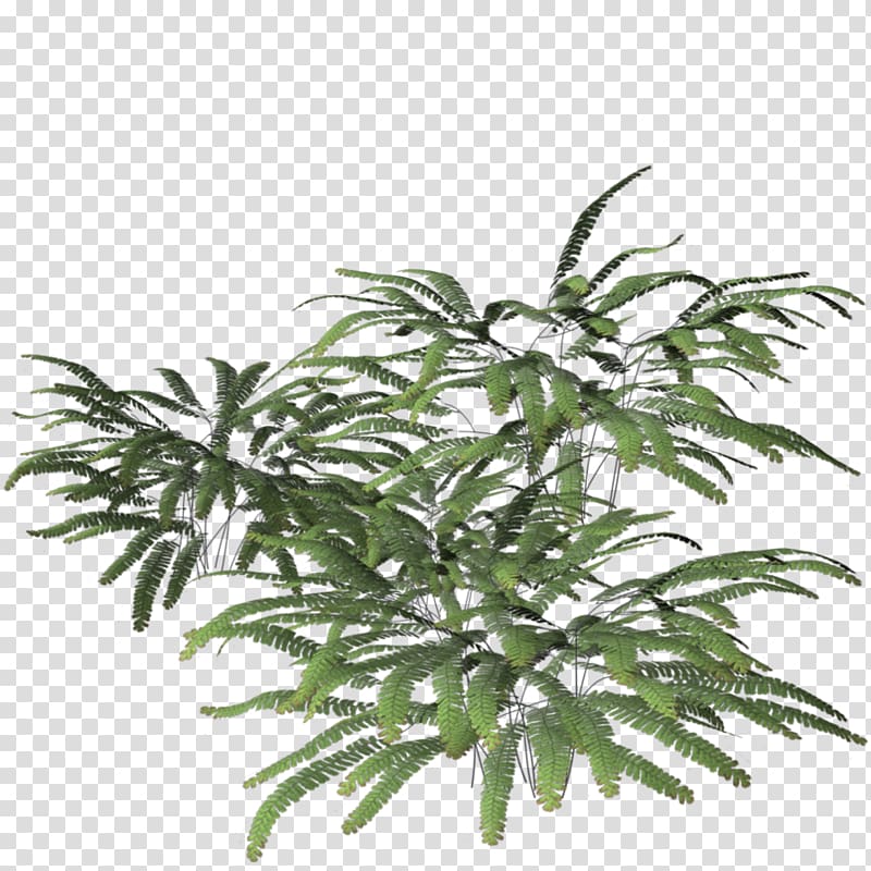 Plant Fern Tree Leaf Green, fern transparent background PNG clipart