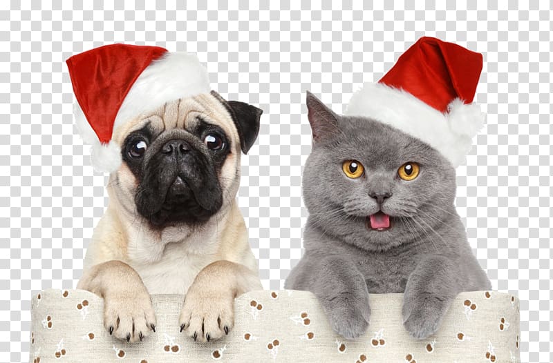 fawn pug and gray cat wearing Santa hats, Cat Dog Santa Claus Christmas Pet, Christmas,Halloween,Christmas hats transparent background PNG clipart