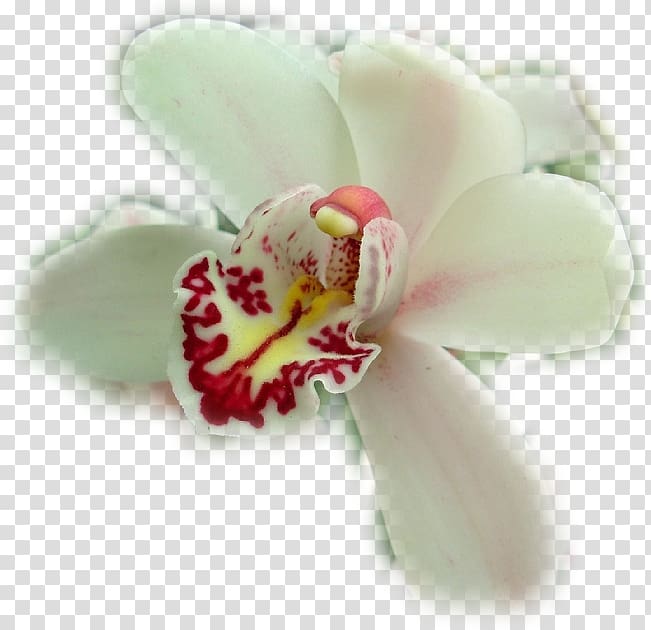Moth orchids Cattleya orchids Cut flowers Diary, others transparent background PNG clipart