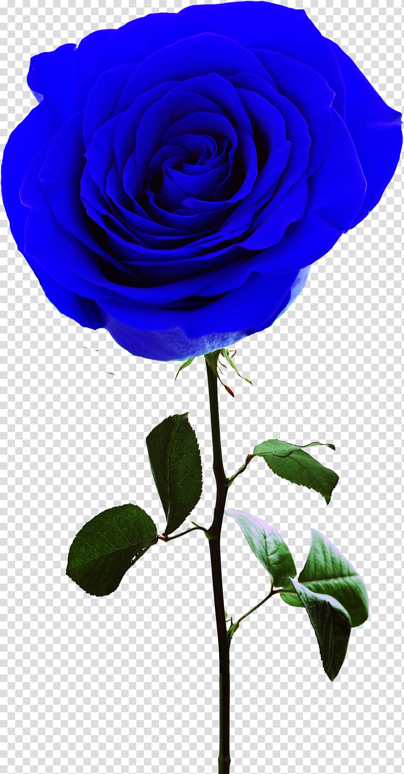 Rosa gallica Centifolia roses Garden roses Flower, blue rose transparent background PNG clipart