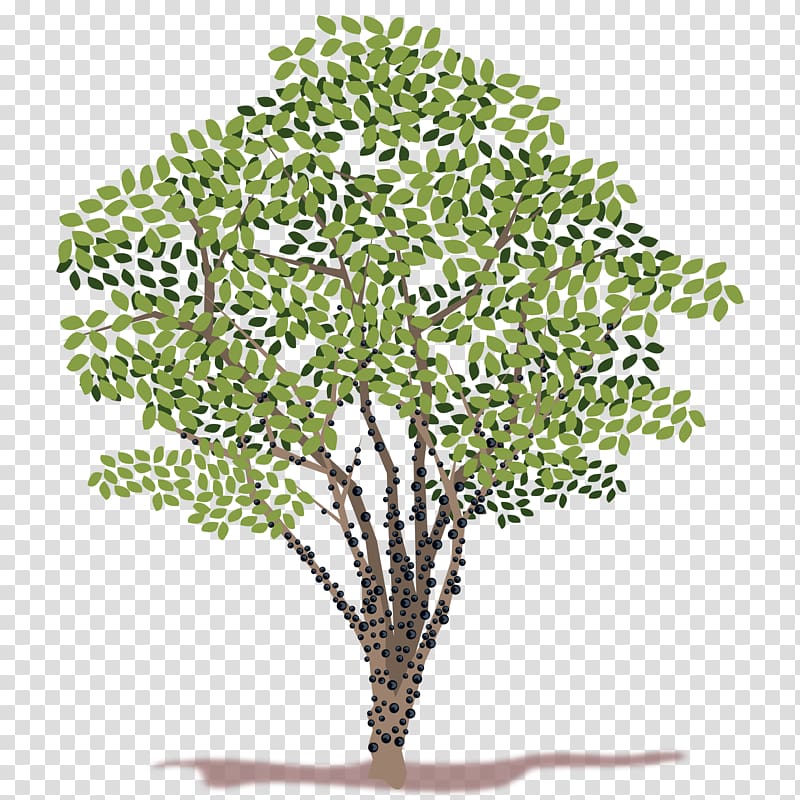 Tree , money tree transparent background PNG clipart