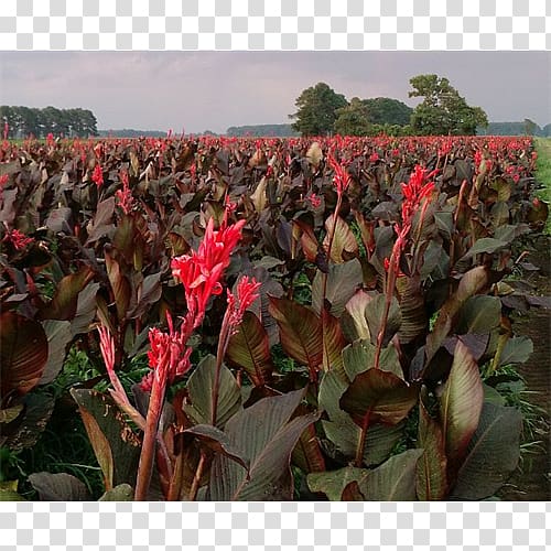 Canna Cash crop, Flowering Bulbs transparent background PNG clipart