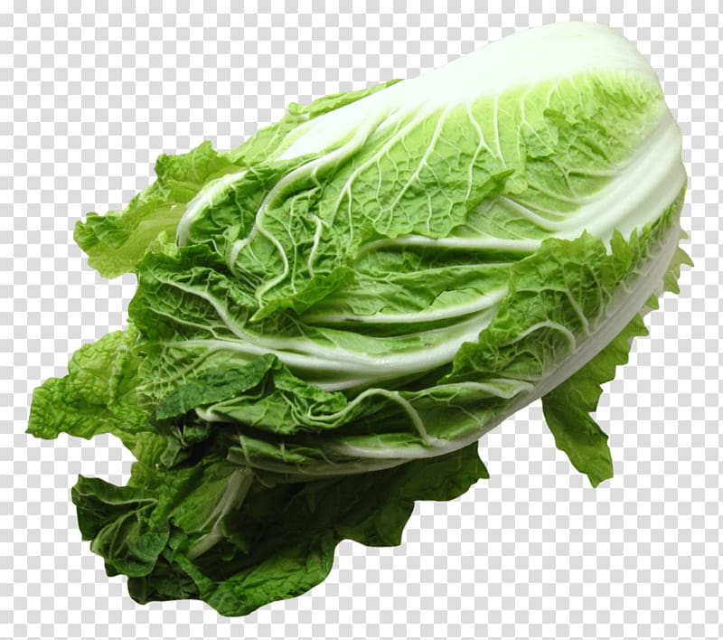 Romaine lettuce Chinese cuisine Savoy cabbage Spring greens Napa cabbage, cabbage transparent background PNG clipart