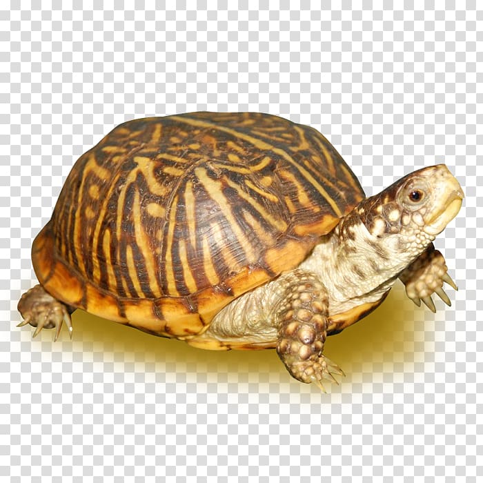 Ornate box turtle Reptile Eastern box turtle Tortoise, turtle transparent background PNG clipart
