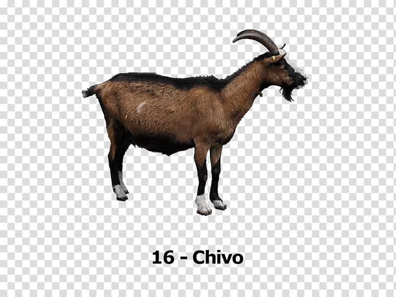 Rove goat Goat cheese , sheep transparent background PNG clipart