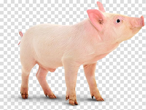 Domestic pig Porcinocultura Pig farming Vaccination, boar breeding transparent background PNG clipart