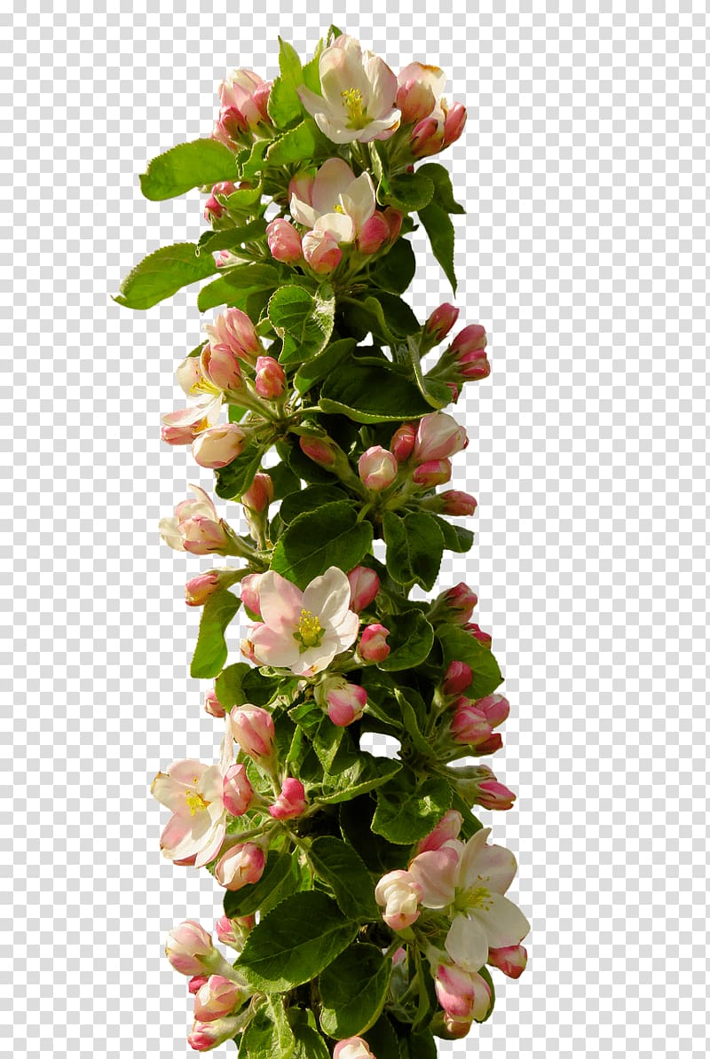 Floral design Blossom, flower transparent background PNG clipart