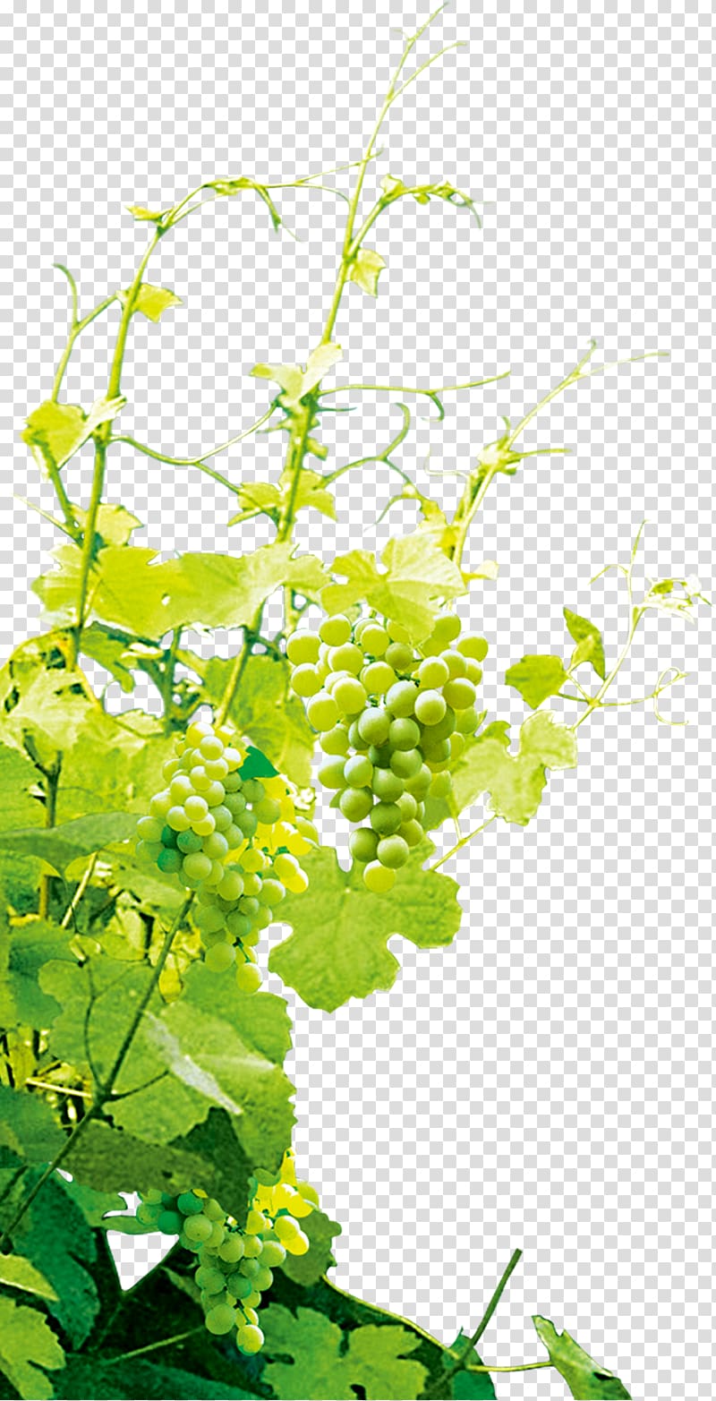 Grape, grape,Grapevine transparent background PNG clipart