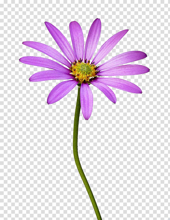 Common daisy Flower, South African Marigold High Definition transparent background PNG clipart