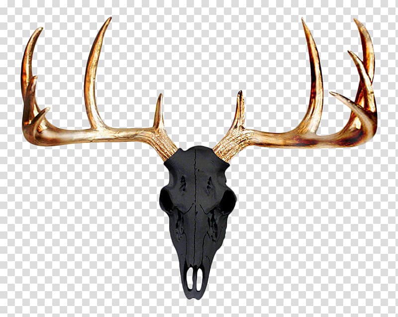 Mule deer Antler Wall Skull, deer transparent background PNG clipart