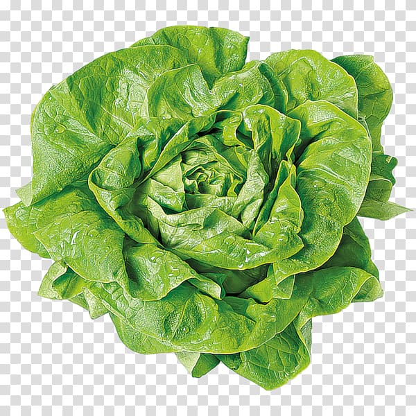 Butterhead lettuce Romaine lettuce Vegetable Food REWE, vegetable transparent background PNG clipart