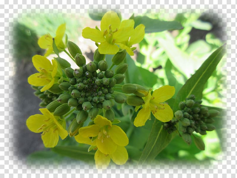 Canola Brassica rapa Rapeseed Mustard plant Annual plant, Bono transparent background PNG clipart