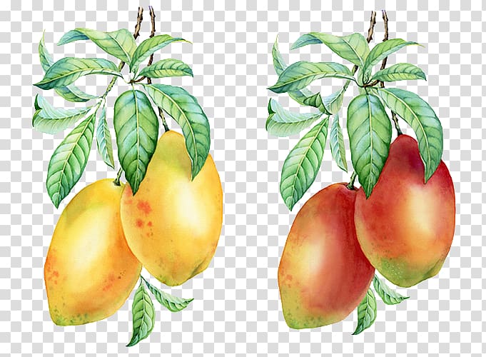Mango pudding Auglis, Hand-painted mango transparent background PNG clipart