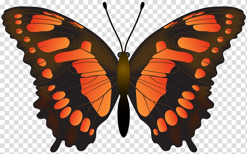 red and black butterfly , Monarch butterfly , Butterfly Orange transparent background PNG clipart