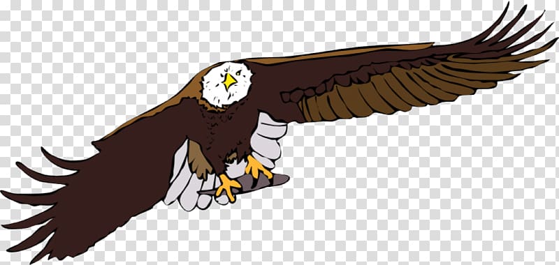 Eagle Flight , Free Eagle transparent background PNG clipart