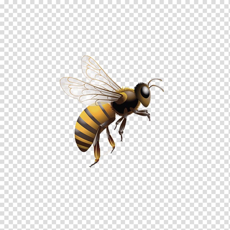 brown and yellow bear illustration, Honey bee Insect Beehive , Bees in the air transparent background PNG clipart