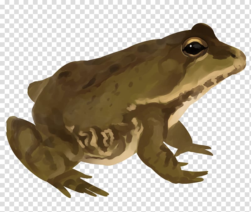 American bullfrog Artist Frogger, frog transparent background PNG clipart