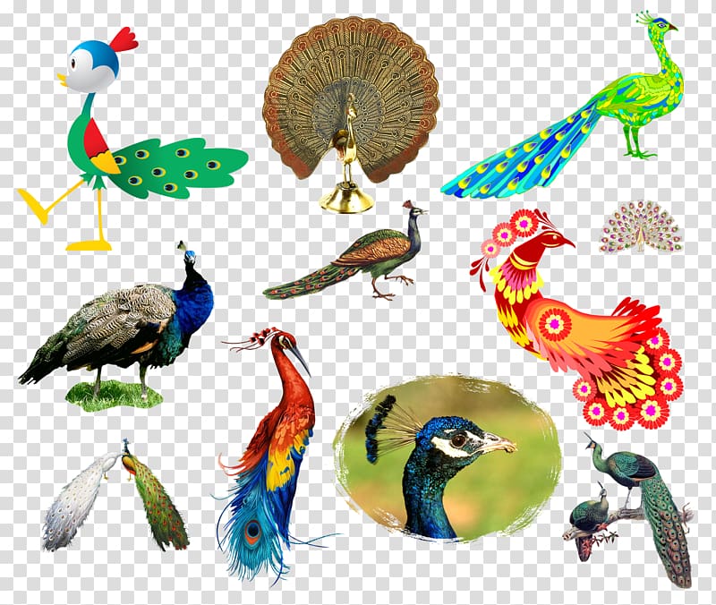 Bird Peafowl, Cartoon Peacock transparent background PNG clipart