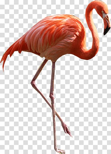 orange flamingo , Flamingo Standing Right transparent background PNG clipart