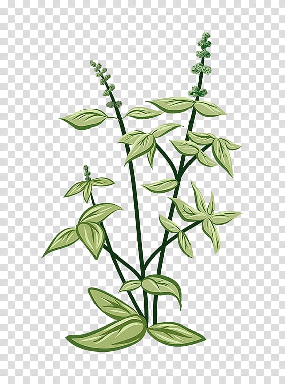 Greenify Herbaceous plant Thai basil Herbaceous plant, Glycyrrhiza transparent background PNG clipart