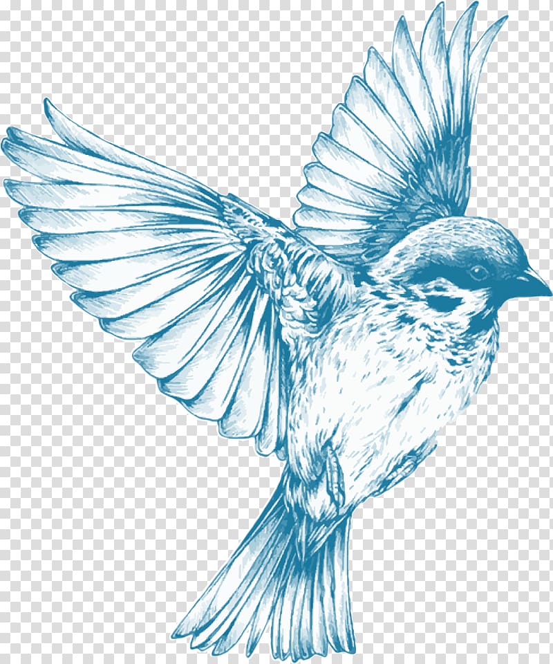 blue and white bird illustration, Drawing birds Drawing birds Sketch, Vintage transparent background PNG clipart