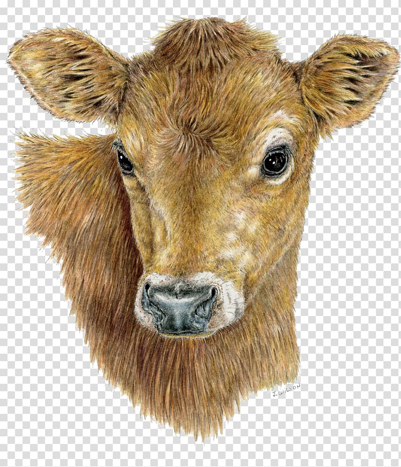 Cattle Calf Goat Pen Head, calf transparent background PNG clipart