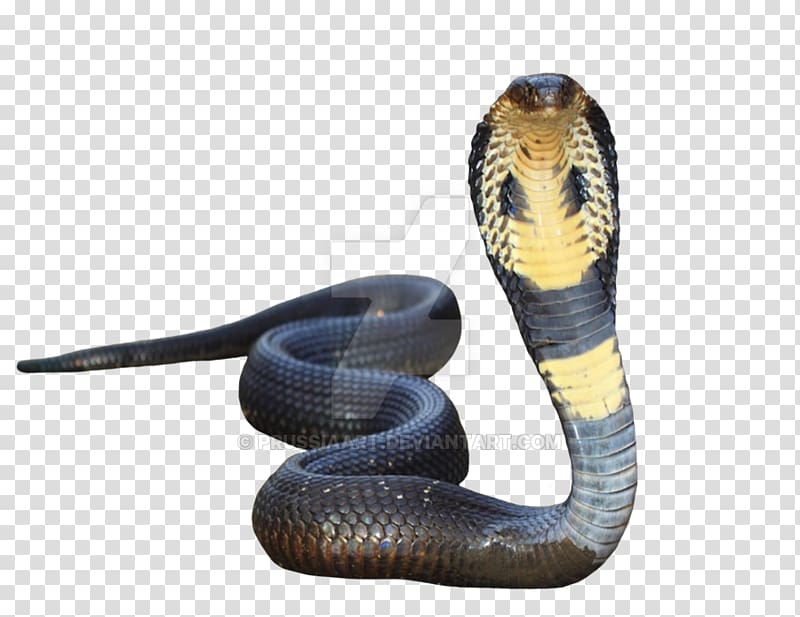 Indian cobra Snake King cobra, snake transparent background PNG clipart