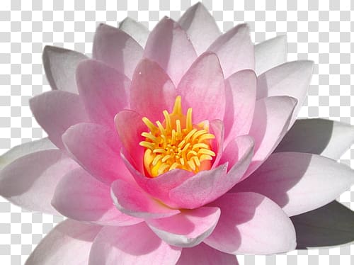Lilium Pink flowers Desktop Nymphaea alba, flower transparent background PNG clipart