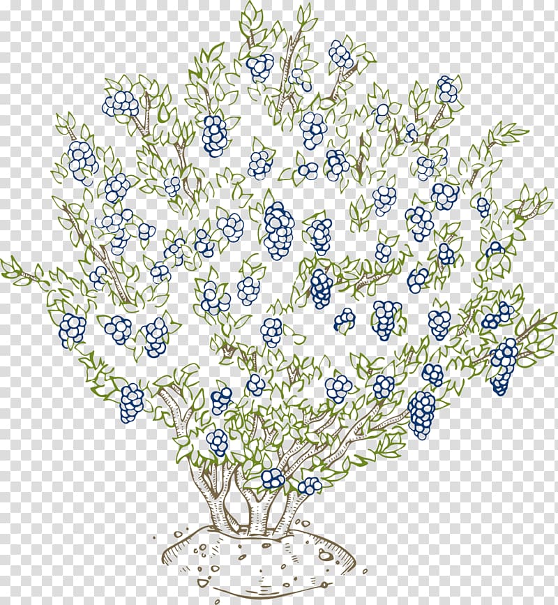 Blueberry Plant Vaccinium corymbosum Shrub Bilberry, blueberry transparent background PNG clipart