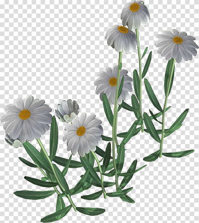 Chamomile Portable Network Graphics Flower , chamomile transparent background PNG clipart