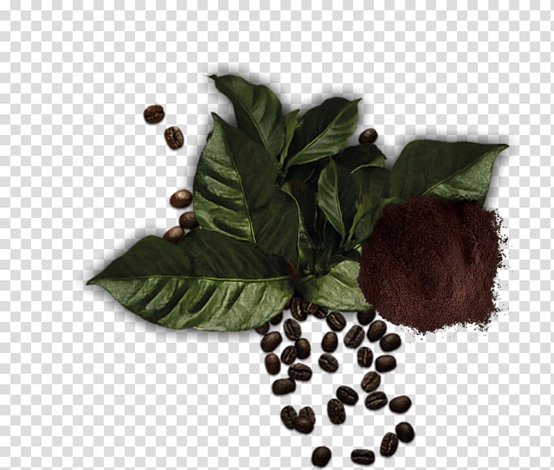 Herbalism Superfood Tree, arabic coffe transparent background PNG clipart
