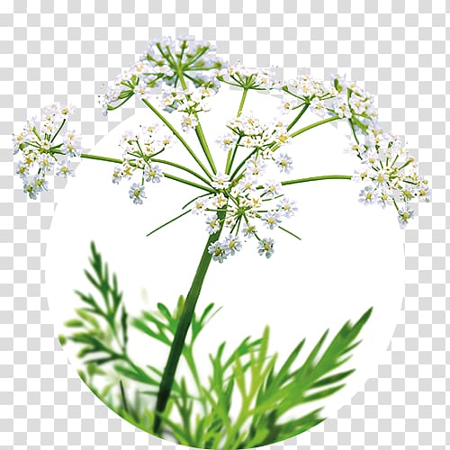 Cow Parsley Caraway Iberogast Sweet cicely Plant, others transparent background PNG clipart