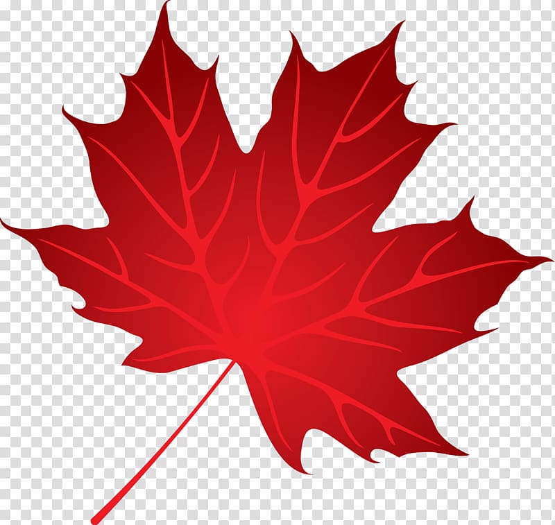 Maple leaf Tree, leaves transparent background PNG clipart