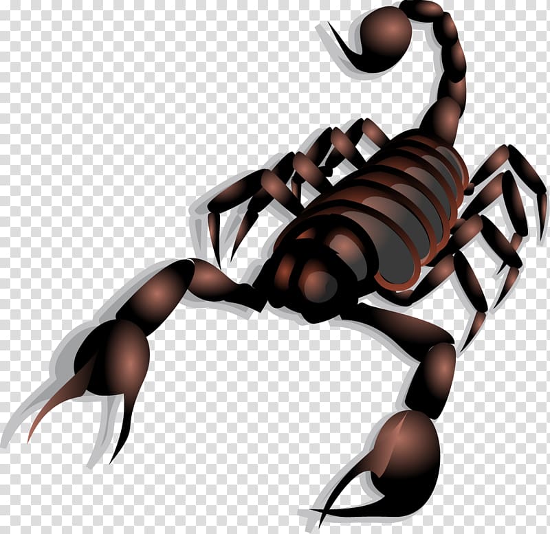 Scorpion , Scorpion transparent background PNG clipart