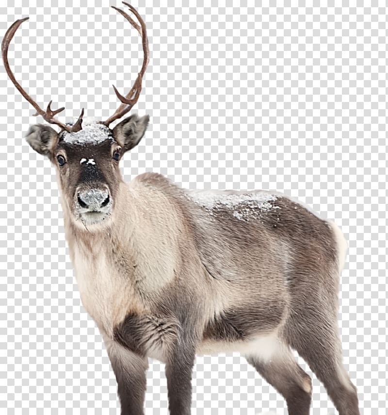 Reindeer Santa Claus The Caribou Artist, deer transparent background PNG clipart