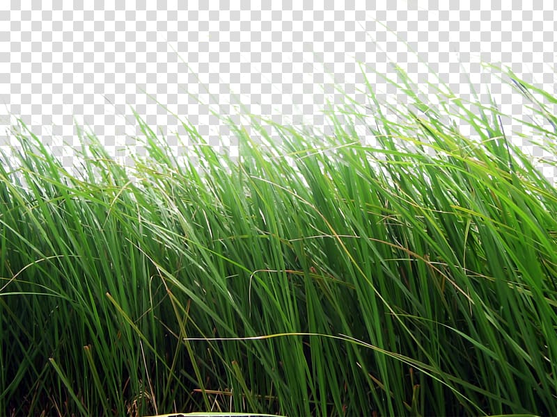 green grass, , grass , green grass transparent background PNG clipart