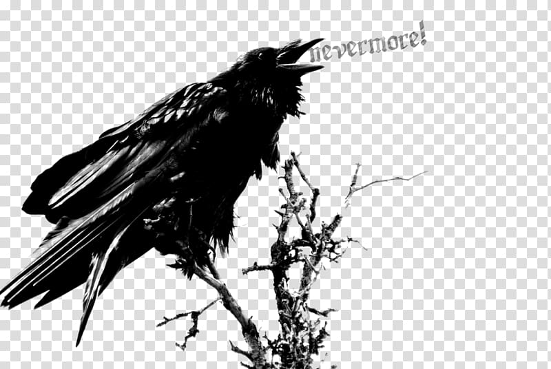 The Raven Edgar Allan Poe: Once Upon a Midnight , Edgar allan Poe transparent background PNG clipart