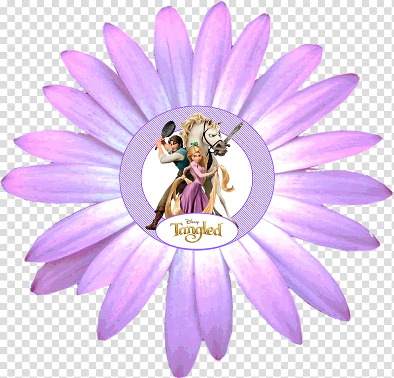 Transvaal daisy Common daisy Daisy family Flower , flower transparent background PNG clipart