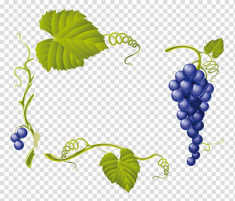 Common Grape Vine Wine Grape leaves, Grapes transparent background PNG clipart