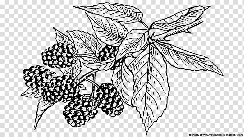 BlackBerry Fruit Mobile Phones , blackberry transparent background PNG clipart