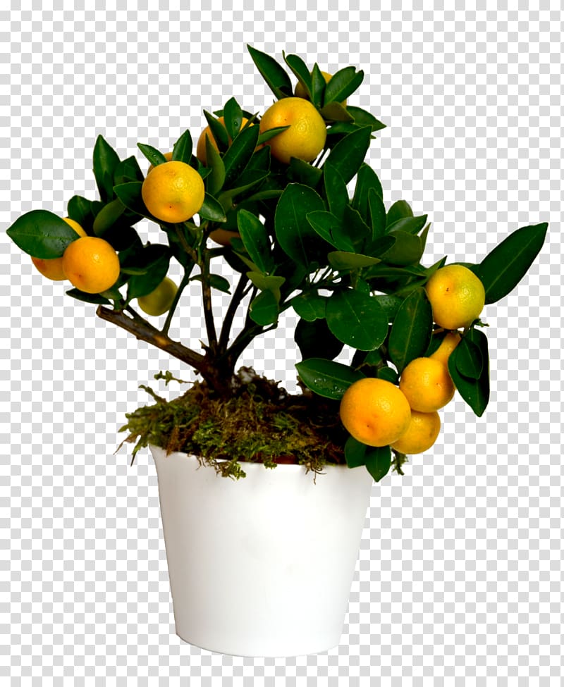 Citrus Fruit tree Seedling, tree transparent background PNG clipart