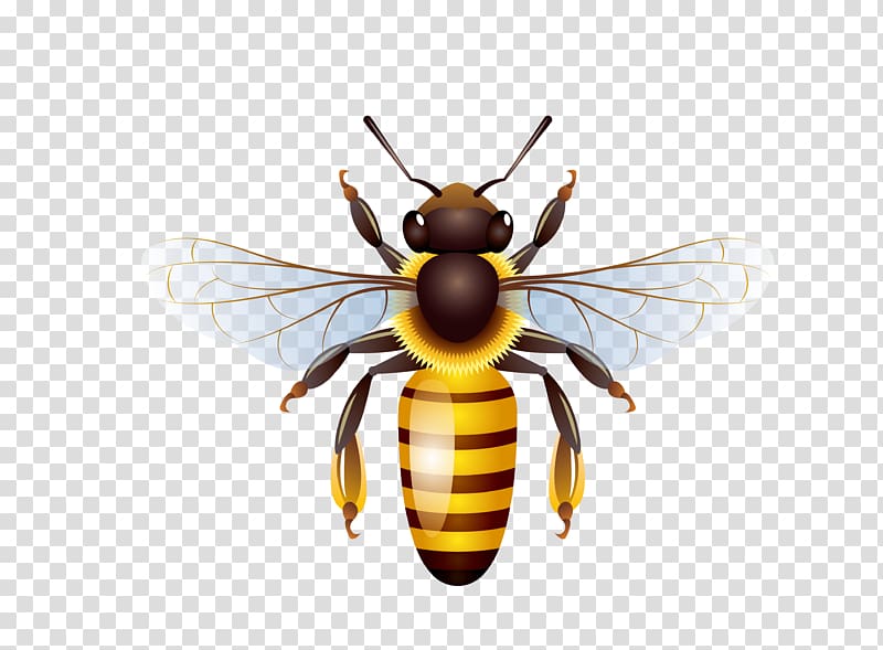 Honey bee Honey bee Honeycomb, bee transparent background PNG clipart