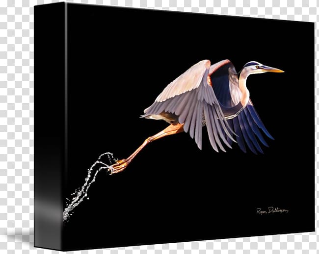 Great blue heron Bird Ducks, Geese and Swans Cygnini, blue heron transparent background PNG clipart