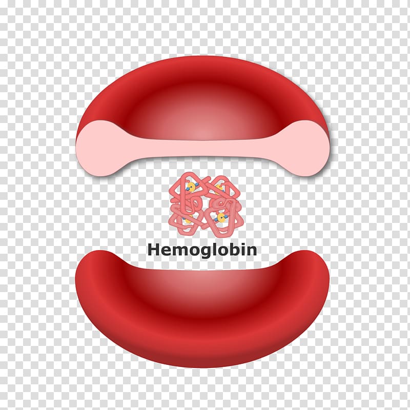 Hemoglobin Red blood cell Molecule Heme, red vial transparent background PNG clipart