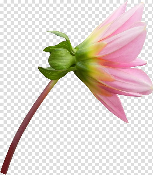 Hippeastrum Dahlia Cut flowers , others transparent background PNG clipart