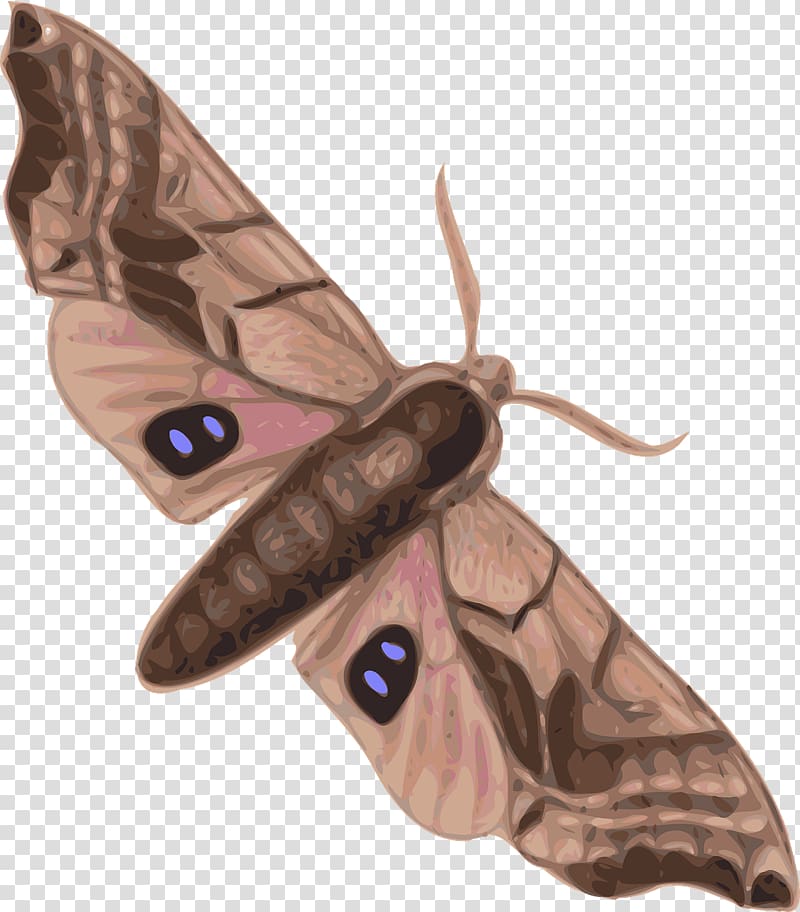 Butterfly Moth Hyalophora cecropia , ants transparent background PNG clipart