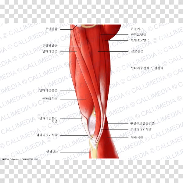 Finger Thigh Medial knee injuries Gastrocnemius muscle, rectus femoris function transparent background PNG clipart