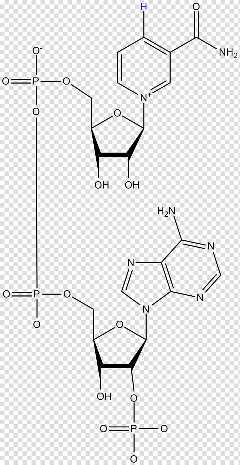 Nicotinamide adenine dinucleotide phosphate Flavin mononucleotide Flavin reductase, others transparent background PNG clipart