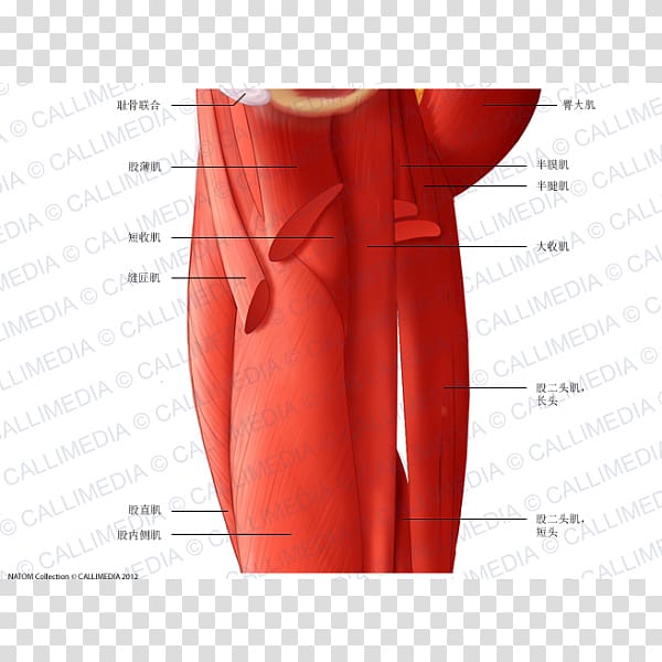 Shoulder Medial compartment of thigh Muscle Anatomy, rectus femoris function transparent background PNG clipart